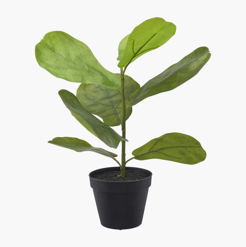 Kunstig plante, fiolinfiken v:2738858
